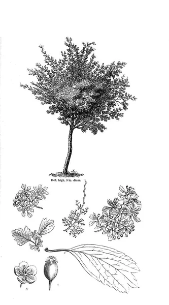 Ağaç çizimi. Eski resim