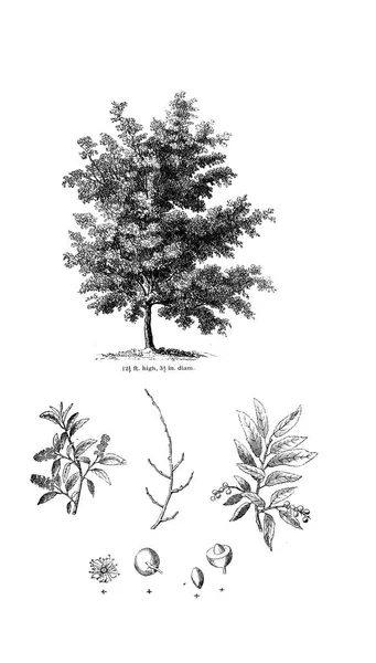 Ilustração Árvore Imagem Antiga — Fotografia de Stock