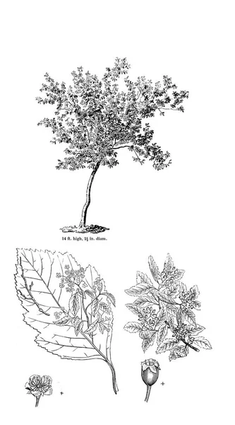 Ilustração Árvore Imagem Antiga — Fotografia de Stock