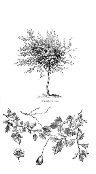 Ağaç Çizimi Eski Resim — Stok fotoğraf
