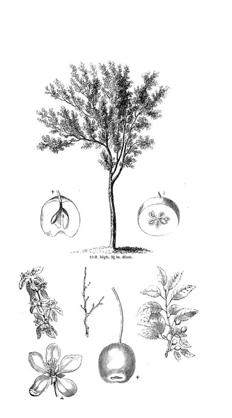 Illustration Arbre Ancienne Image — Photo