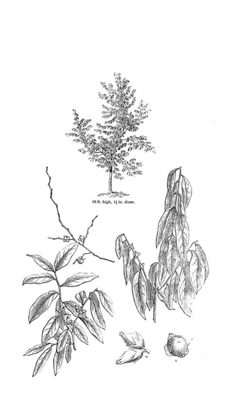 Ilustración Del Árbol Imagen Antigua — Foto de Stock