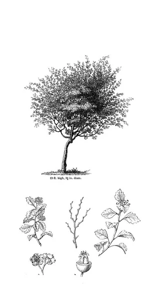 树的例证 旧图像 — 图库照片