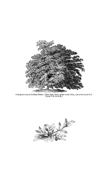 树的例证 旧图像 — 图库照片