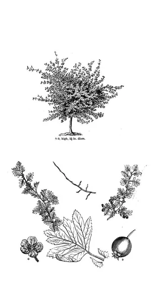 Illustrazione Albero Vecchia Immagine — Foto Stock