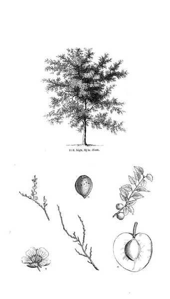 Ilustración Del Árbol Imagen Antigua — Foto de Stock