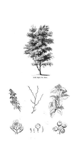 Illustration Arbre Ancienne Image — Photo