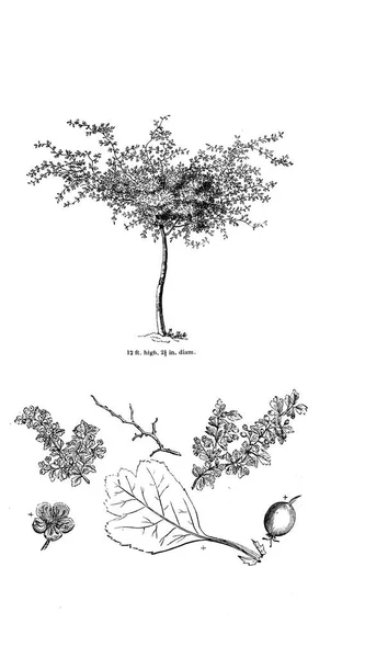 Illustration Des Baumes Altes Bild — Stockfoto