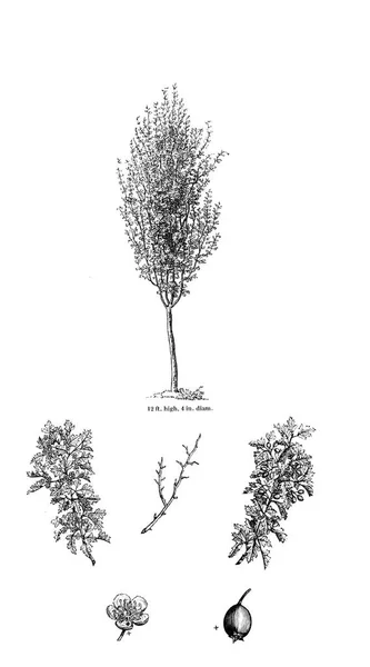 树的例证 旧图像 — 图库照片