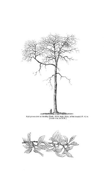 Obrázek Stromu Starý Obrázek — Stock fotografie
