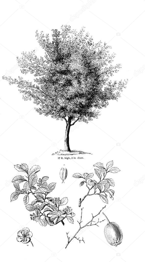 Illustration of tree. Old image