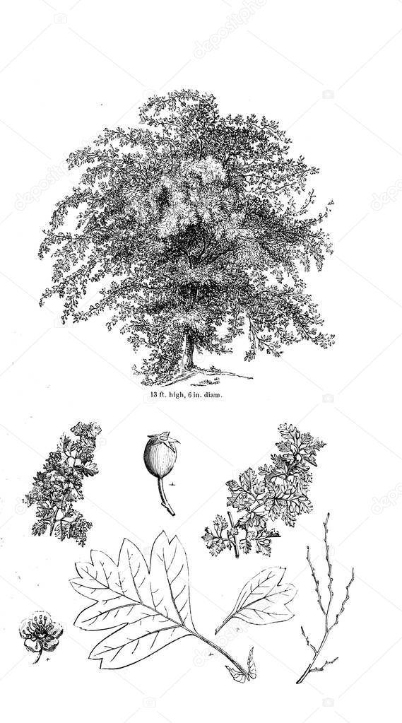 Illustration of tree. Old image