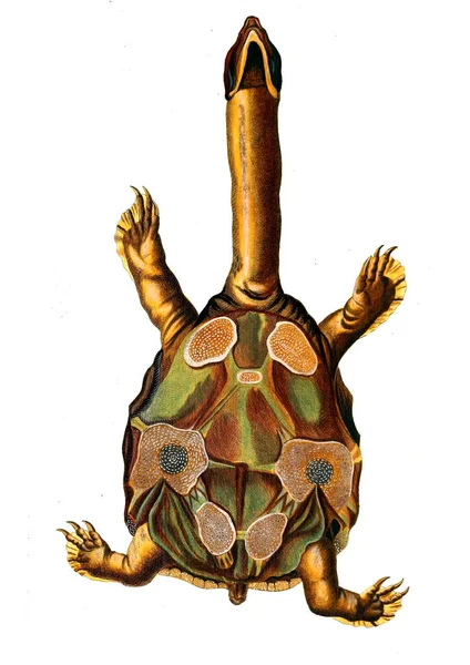 Ilustración Reptil Imagen Antigua — Foto de Stock