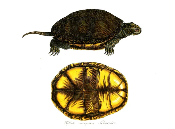 Ilustración Reptil Imagen Antigua — Foto de Stock