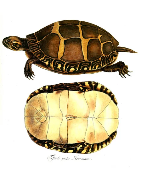 Ilustración Reptil Imagen Antigua —  Fotos de Stock