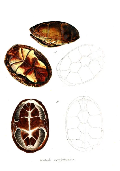 ரணம படம — ஸ்டாக் புகைப்படம்