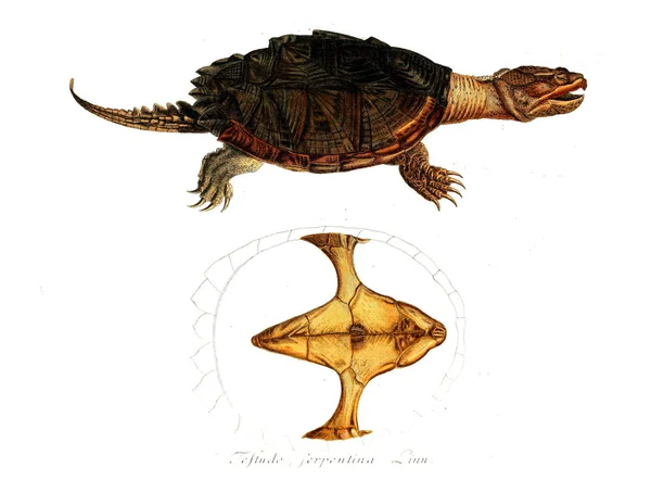 Illustratie Van Een Reptiel Oude Beeld — Stockfoto