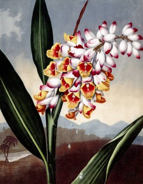 Çiçek Illustration. Eski resim