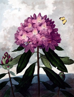 Çiçek Illustration. Eski resim