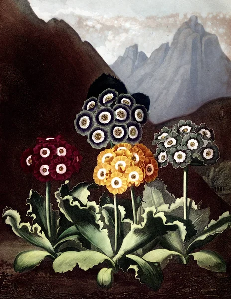 Illustration Der Blume Altes Bild — Stockfoto