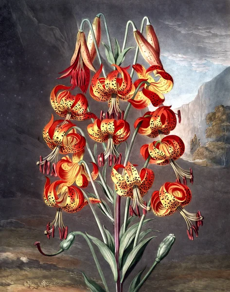 Ilustracja Kwiat Stary Obraz — Zdjęcie stockowe