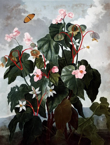 Virág Illusztrációja Régi Kép — Stock Fotó