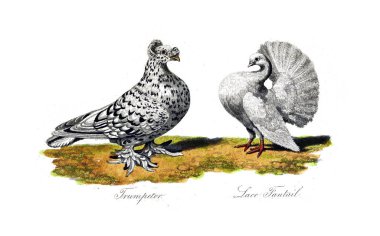Kuş Illustration. Eski resim