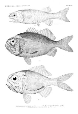 Balık Illustration. Eski resim