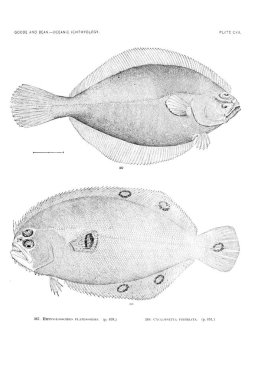Balık Illustration. Eski resim