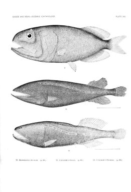 Balık Illustration. Eski resim