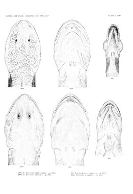 Balık Illustration. Eski resim