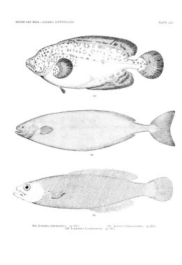 Balık Illustration. Eski resim