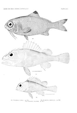 Balık Illustration. Eski resim