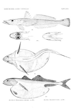 Balık Illustration. Eski resim