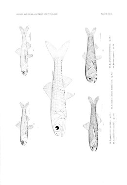 Balık Illustration. Eski resim