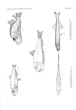 Balık Illustration. Eski resim