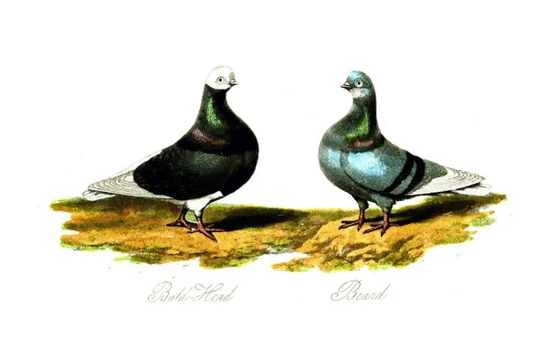 Απεικόνιση Του Πουλιού Παλιά Εικόνα — Φωτογραφία Αρχείου