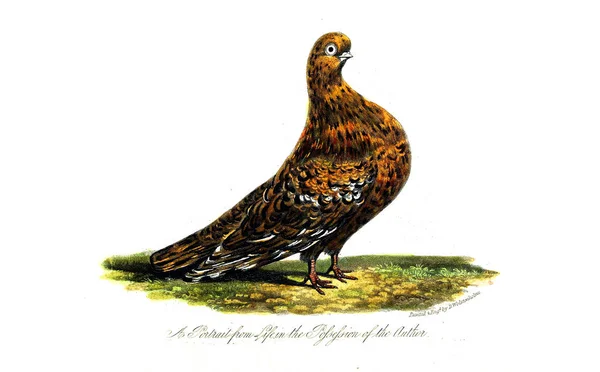 Ilustraţia Păsărilor Imagine Veche — Fotografie, imagine de stoc