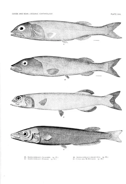 Illustration Poissons Ancienne Image — Photo