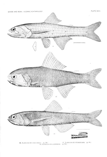 Balık Illustration Eski Resim — Stok fotoğraf