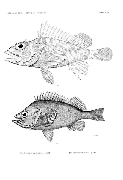 Ilustración Peces Imagen Antigua — Foto de Stock