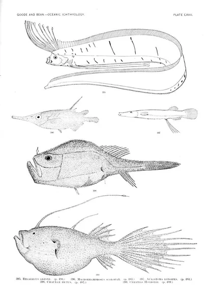 Balık Illustration Eski Resim — Stok fotoğraf