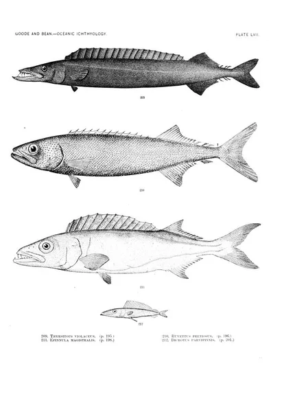 Illustration Poissons Ancienne Image — Photo