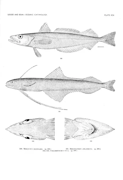 Illustration Poissons Ancienne Image — Photo