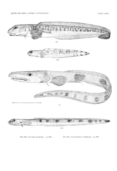 Ilustración Peces Imagen Antigua — Foto de Stock