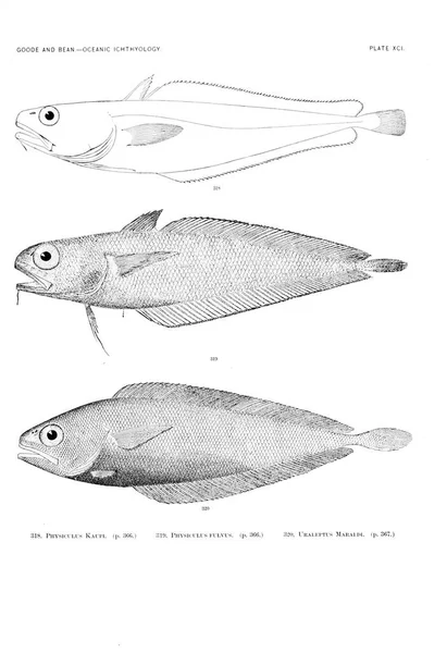 Illustration Von Fischen Altes Bild — Stockfoto