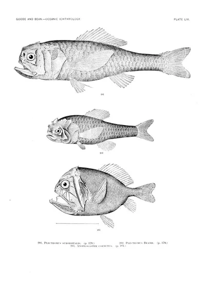 Illustration Poissons Ancienne Image — Photo