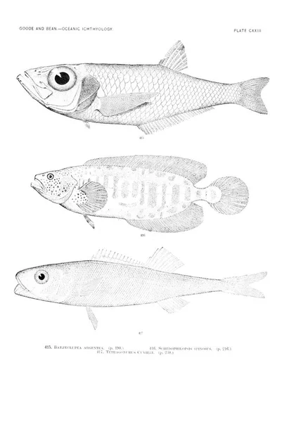 Illustration Poissons Ancienne Image — Photo