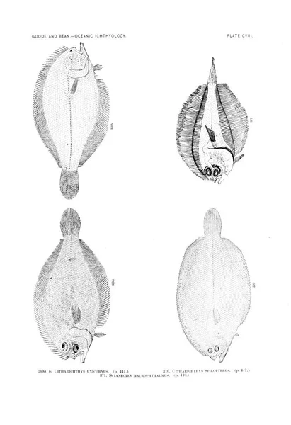 Illustration Fisk Gamla Bilden — Stockfoto