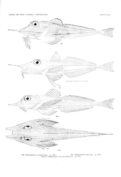 Illustration Poissons Ancienne Image — Photo